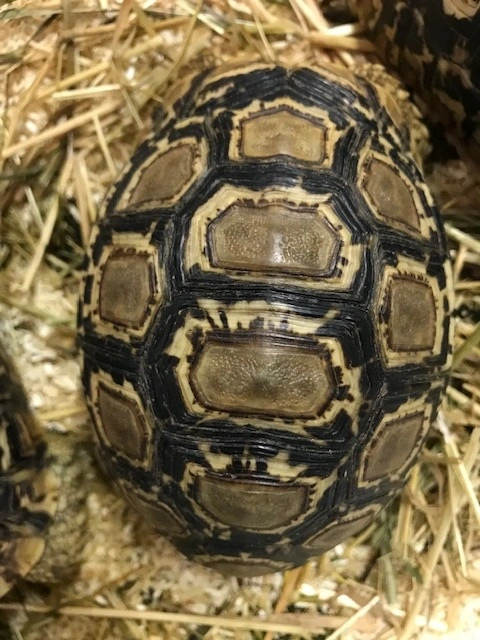 Leopardskildpadde (Geochelone pardalis Pardalis)